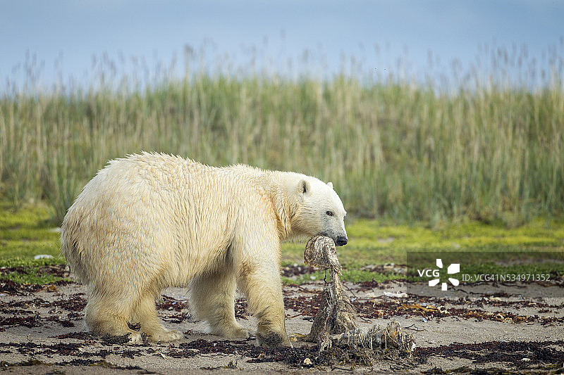 喂养北极熊，加拿大努纳武特哈德逊湾图片素材