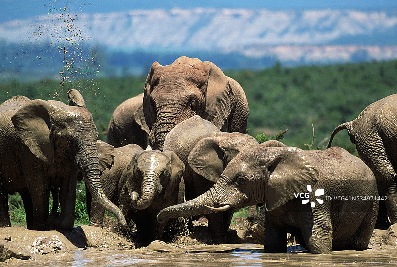 水坑边的大象群图片素材