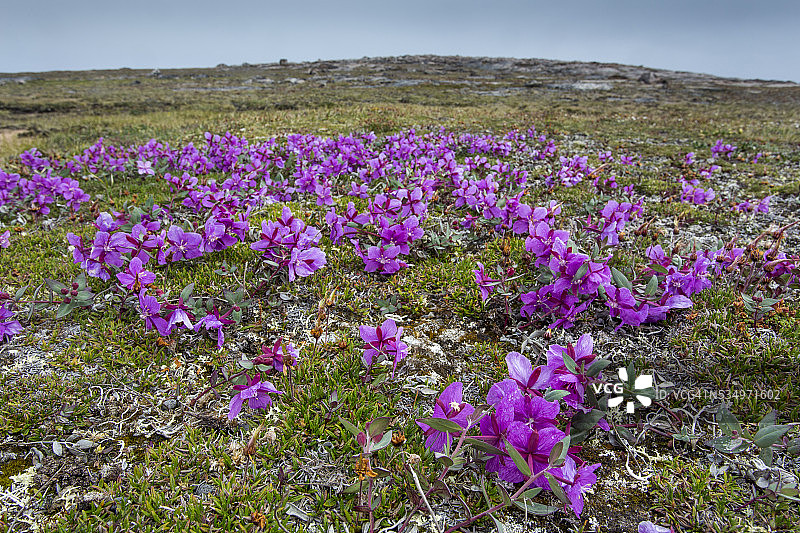 加拿大努纳武特的柳兰图片素材