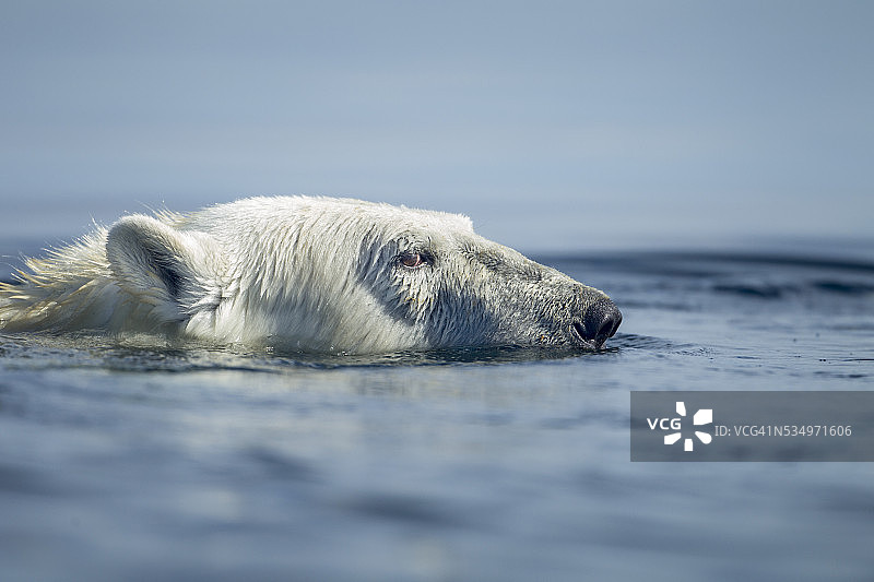 在加拿大努纳武特省哈德逊湾游泳的北极熊图片素材