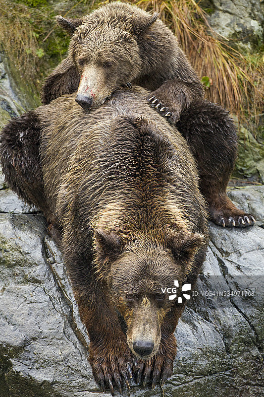 阿拉斯加卡特迈国家公园的棕熊母子图片素材