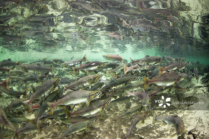 产卵鲑鱼，卡特迈国家公园，阿拉斯加图片素材