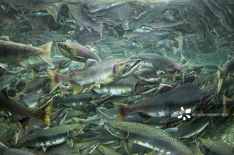 产卵鲑鱼，卡特迈国家公园，阿拉斯加图片素材