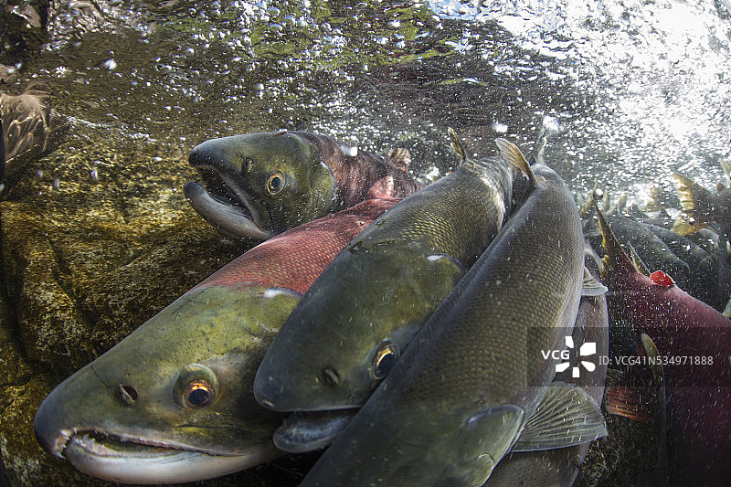 产卵鲑鱼，卡特迈国家公园，阿拉斯加图片素材