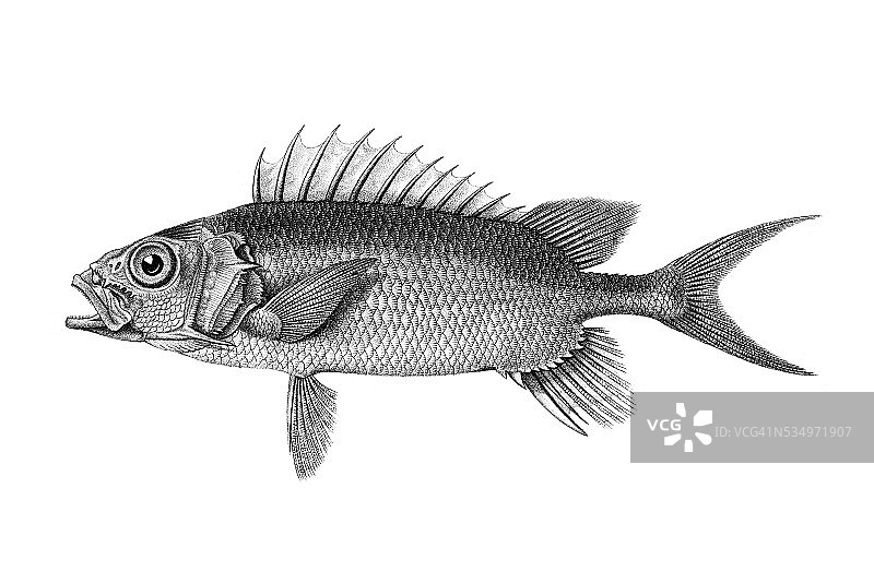 松球鱼图片素材