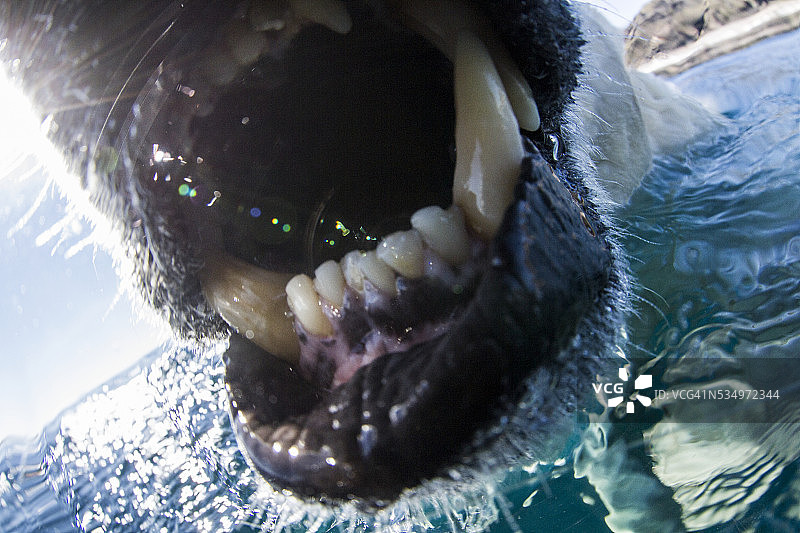 加拿大努纳武特地区北极熊咬相机图片素材