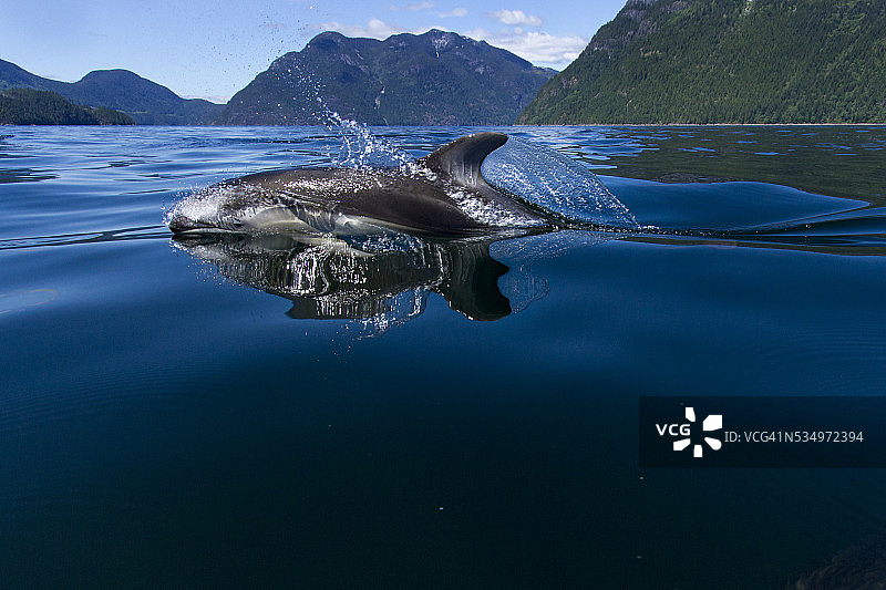 太平洋白边海豚，加拿大不列颠哥伦比亚省图片素材