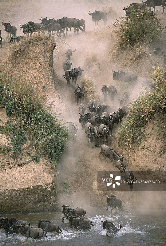 奔向河流的角马图片素材