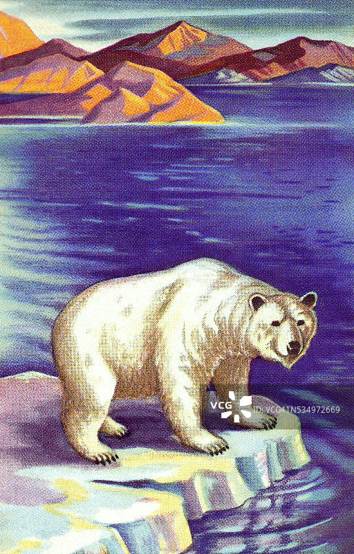 北极熊图片素材