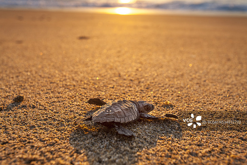 墨西哥下加利福尼亚州丽龟幼龟放生图片素材