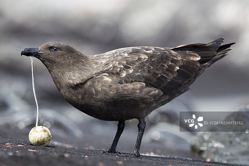 南极洲欺骗岛上的棕色贼鸥和企鹅蛋图片素材