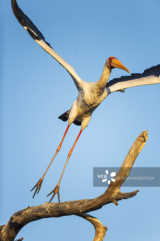 黄嘴鹳，莫雷米禁猎区，博茨瓦纳图片素材