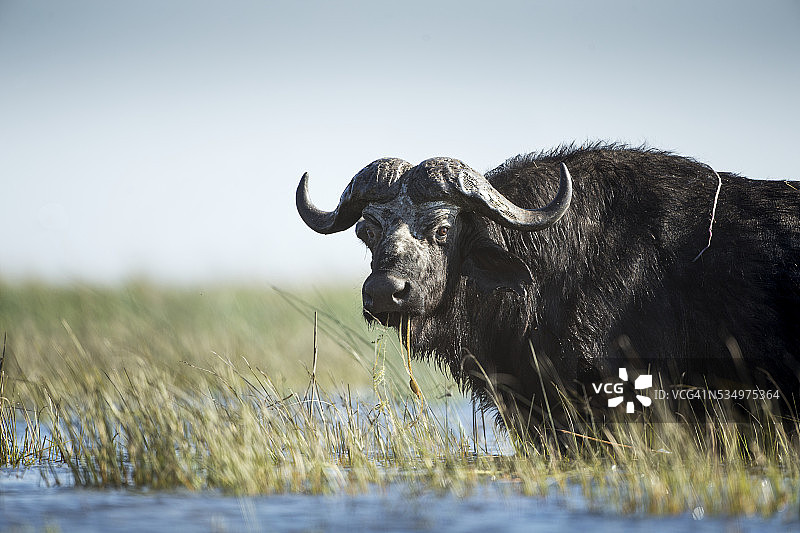 博茨瓦纳乔贝国家公园的非洲水牛图片素材