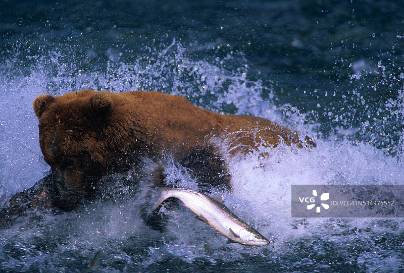 棕熊捕食红鲑鱼图片素材