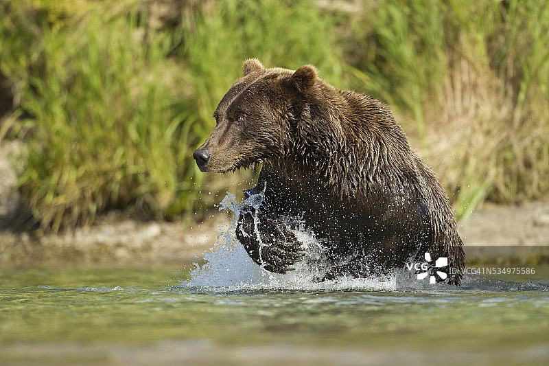 阿拉斯加卡特迈国家公园棕熊在鲑鱼溪捕鱼图片素材