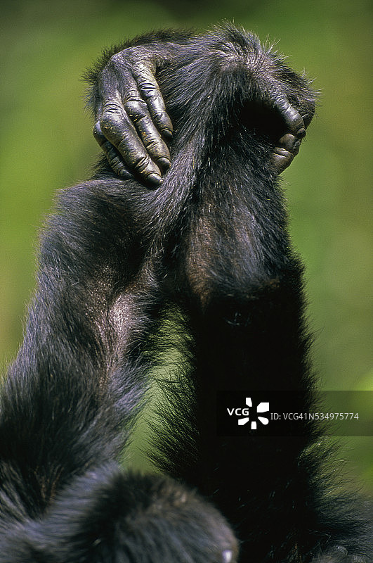 黑猩猩手牵手特写图片素材