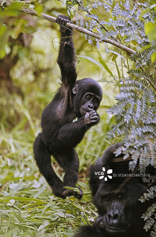 小山地大猩猩挂在树枝上图片素材