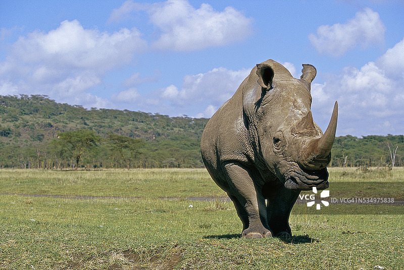 草地上的白犀牛图片素材