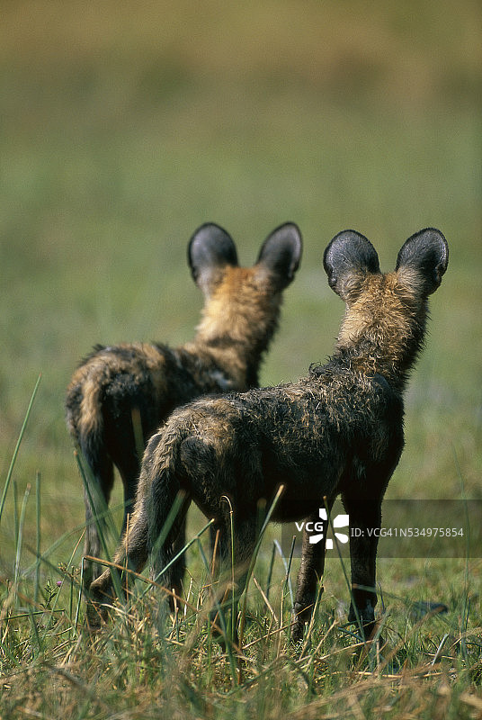 非洲野犬特写图片素材