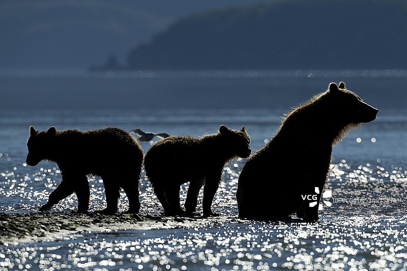 棕熊与幼崽，卡特迈国家公园，阿拉斯加图片素材
