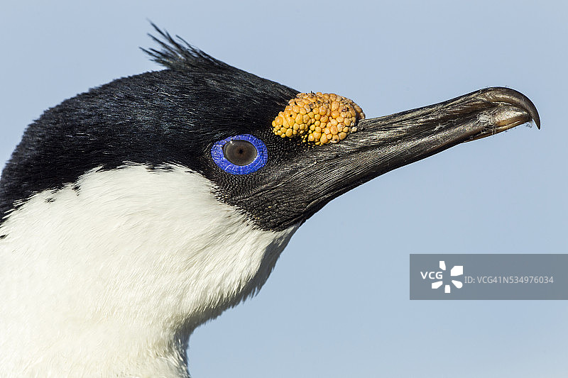 彼得曼岛南极洲的蓝眼海鸬鹚图片素材