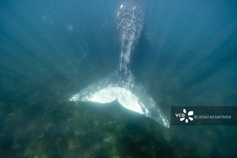 巴塔哥尼亚瓦尔德斯半岛南露脊鲸图片素材