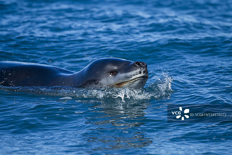 南极洲欺骗岛的海豹图片素材