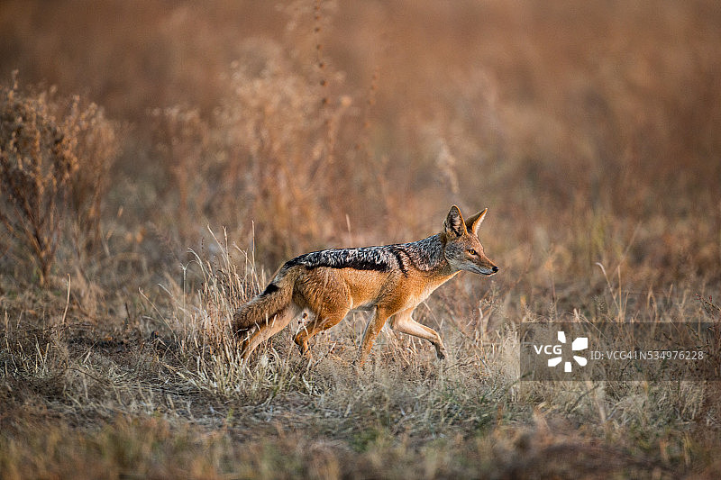 黑背胡狼，博茨瓦纳乔贝国家公园图片素材