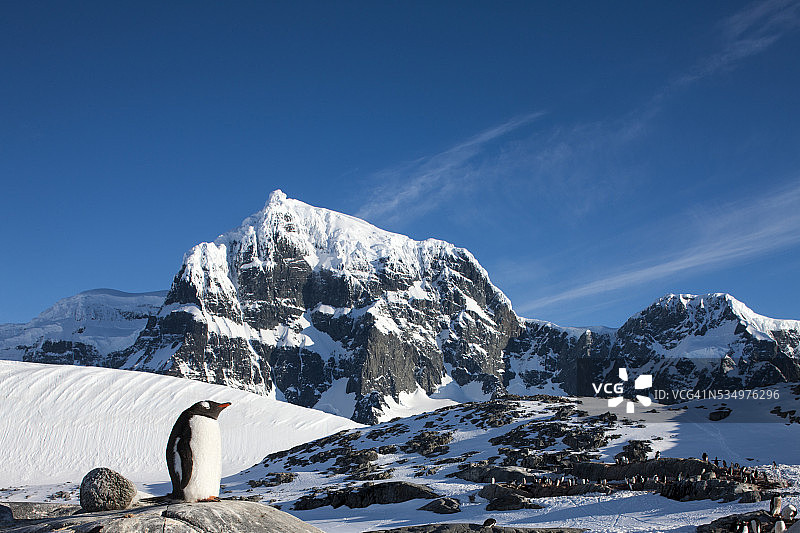 南极洲的巴布亚企鹅图片素材