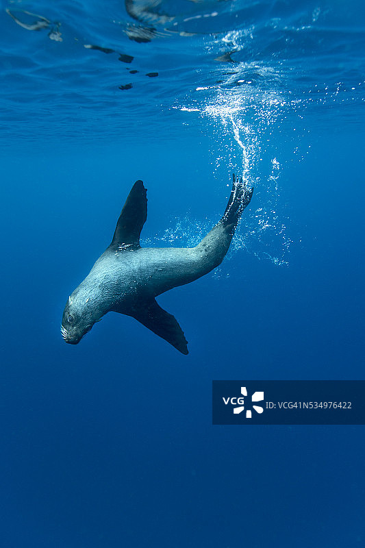 水下海狮，迭戈拉米雷斯岛，智利图片素材
