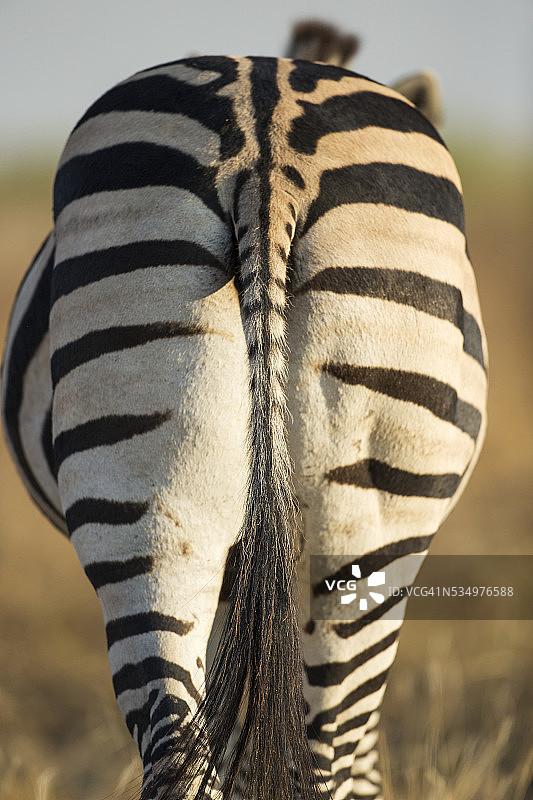 博茨瓦纳莫雷米野生动物保护区的平原斑马图片素材
