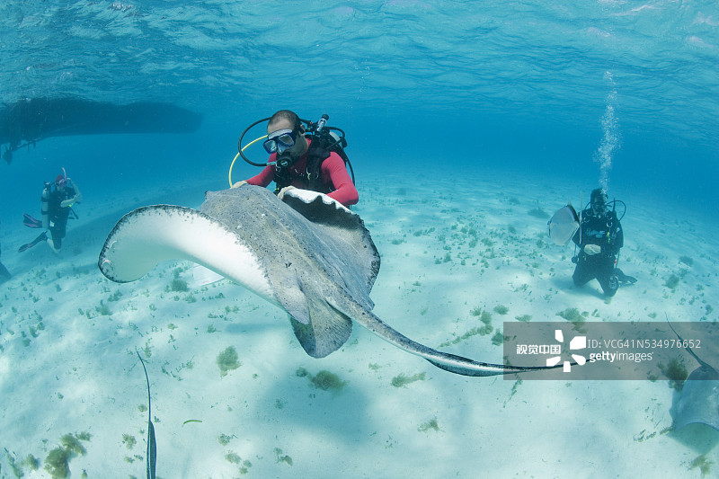 黄貂鱼城的南方黄貂鱼和水肺潜水员图片素材