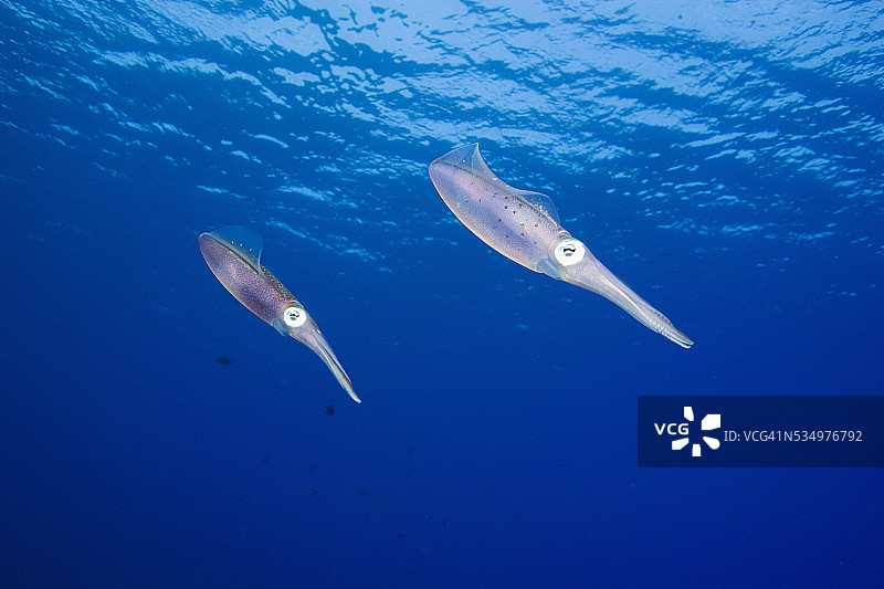 加勒比海礁鱿鱼图片素材