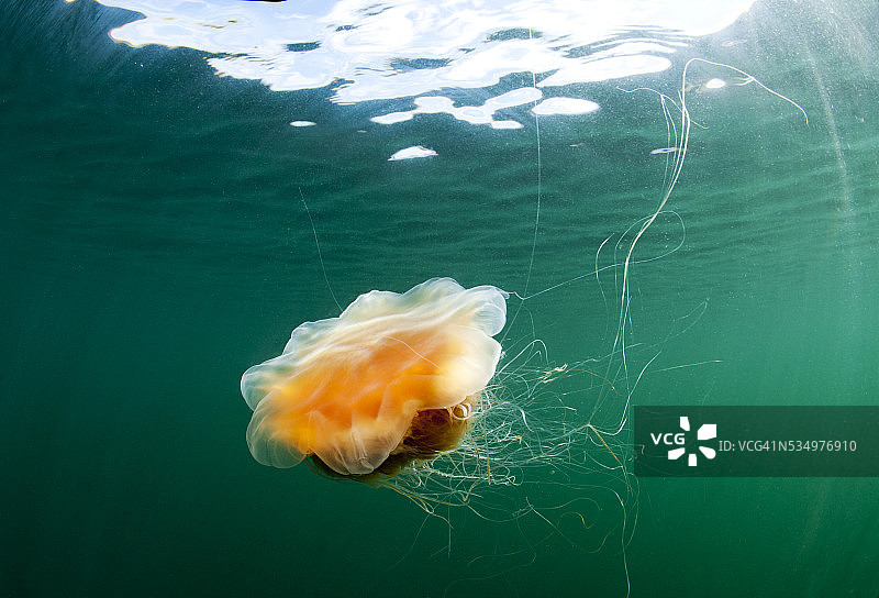 阿拉斯加水母图片素材