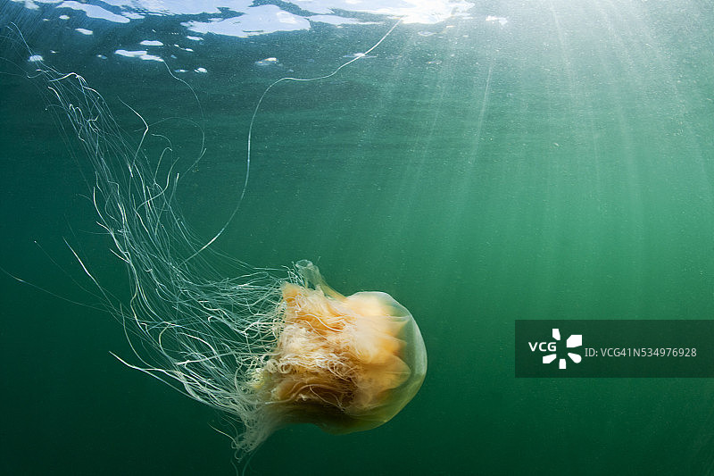 阿拉斯加的狮鬃水母图片素材