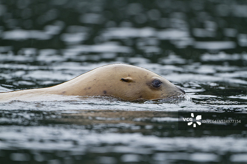 阿拉斯加的游斯特勒海狮图片素材