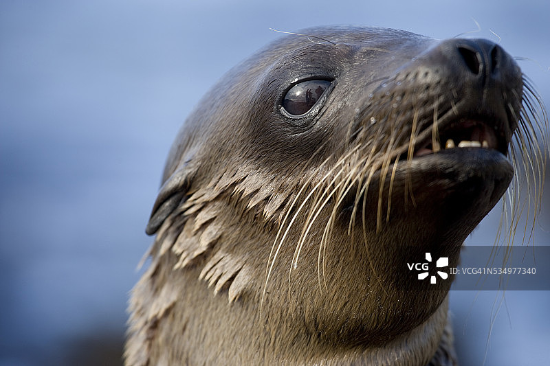 加拉帕戈斯群岛海狮幼崽图片素材
