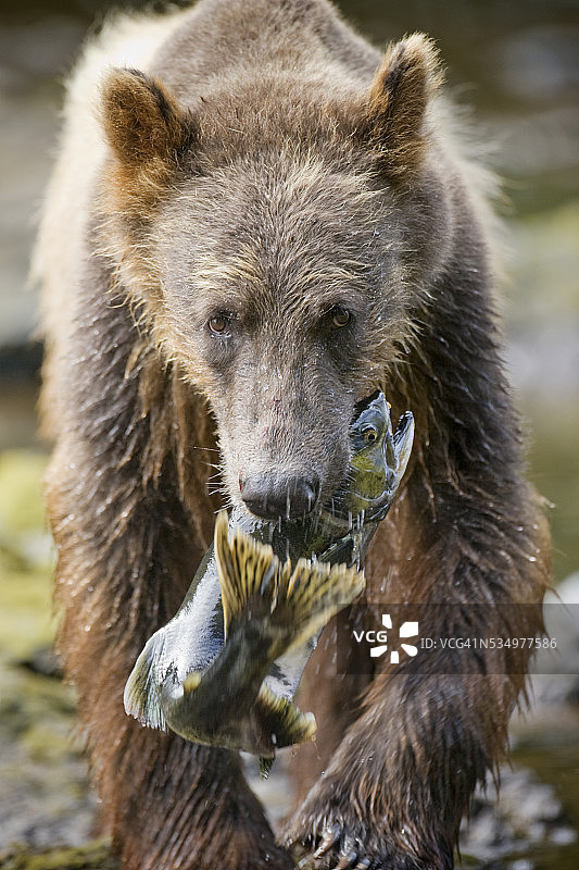 阿拉斯加棕熊正在运送鲑鱼图片素材
