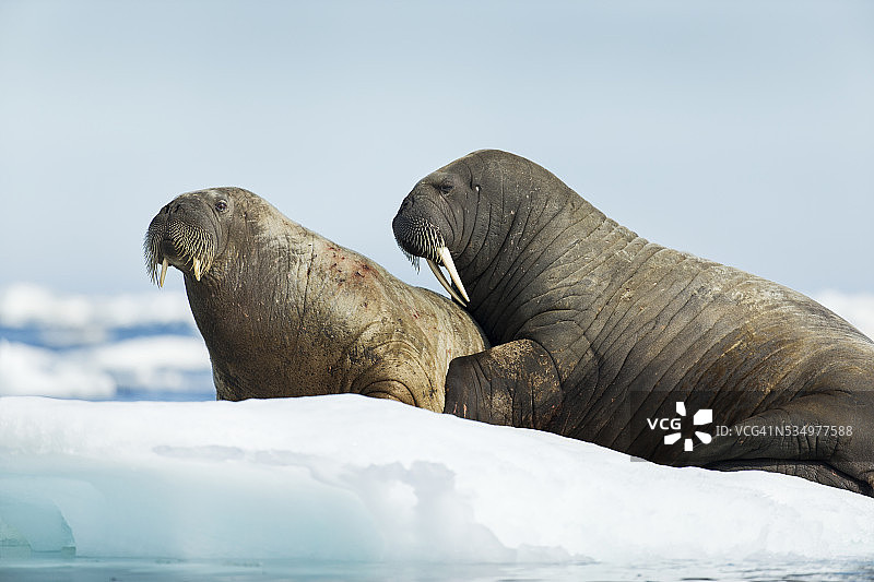 加拿大努纳武特哈德逊湾冰上的海象图片素材