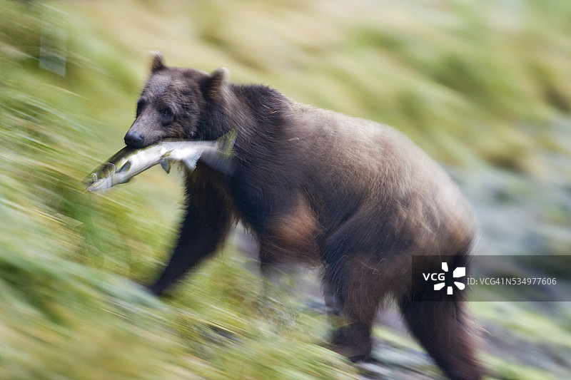 阿拉斯加棕熊正在运送鲑鱼图片素材
