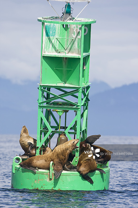 阿拉斯加浮标上的海狮图片素材