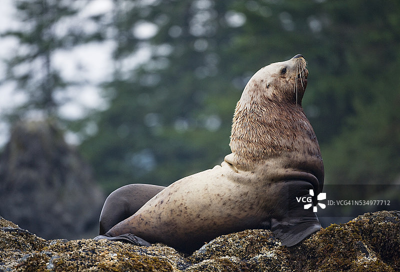 阿拉斯加海狮图片素材
