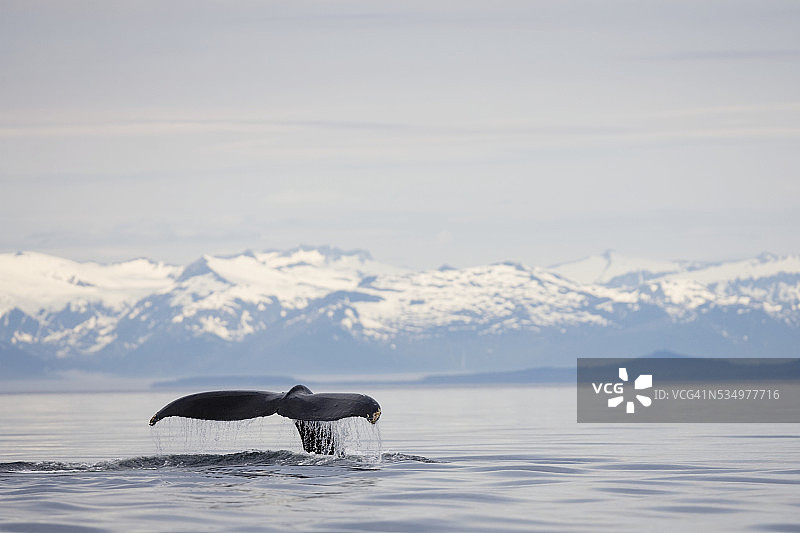 在弗雷德里克海峡潜水的座头鲸的尾叶图片素材