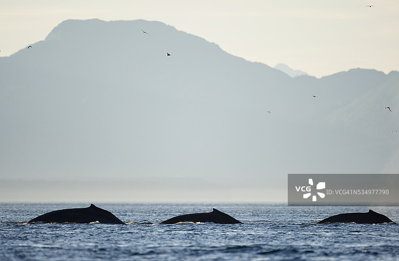 日落时分阿道弗斯角附近的座头鲸捕食图片素材