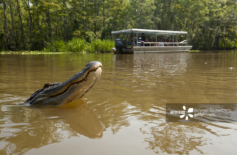蜜岛沼泽游船附近的鳄鱼图片素材