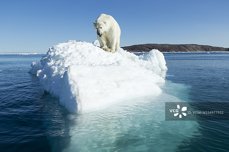 在加拿大努纳武特省哈德逊湾冰山上的北极熊图片素材