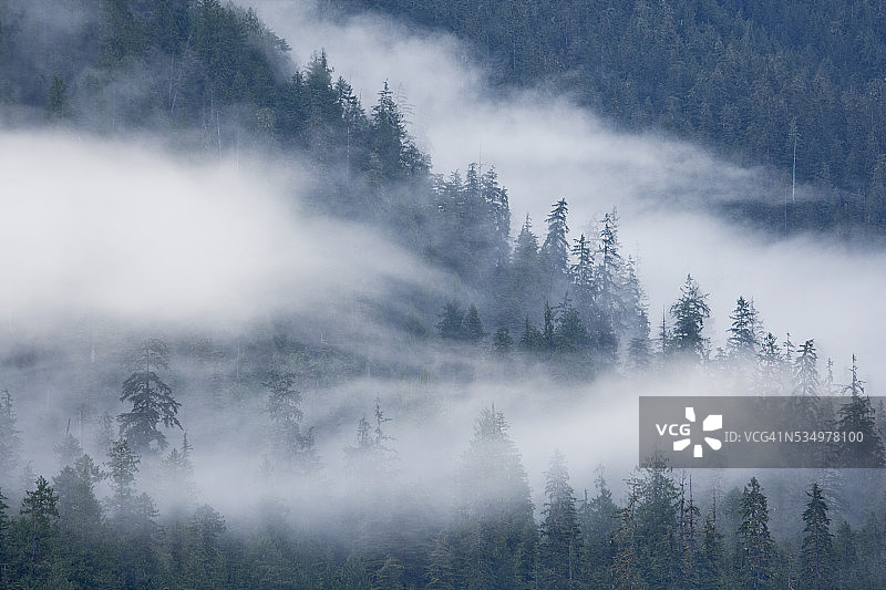 雾气笼罩着迷雾峡湾国家纪念碑的森林图片素材
