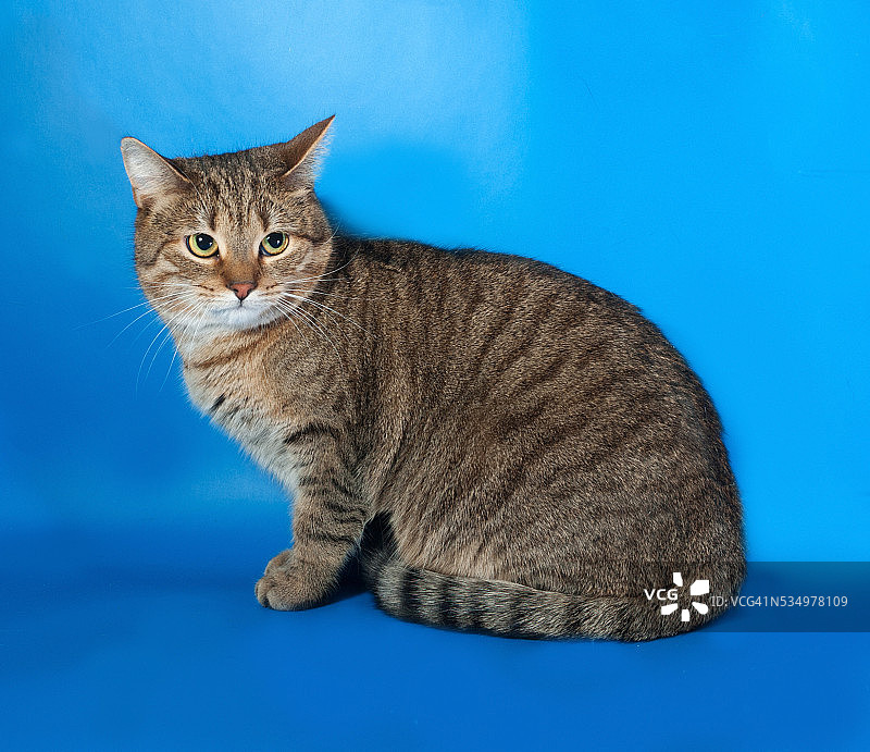 虎斑猫坐在蓝色物体上图片素材