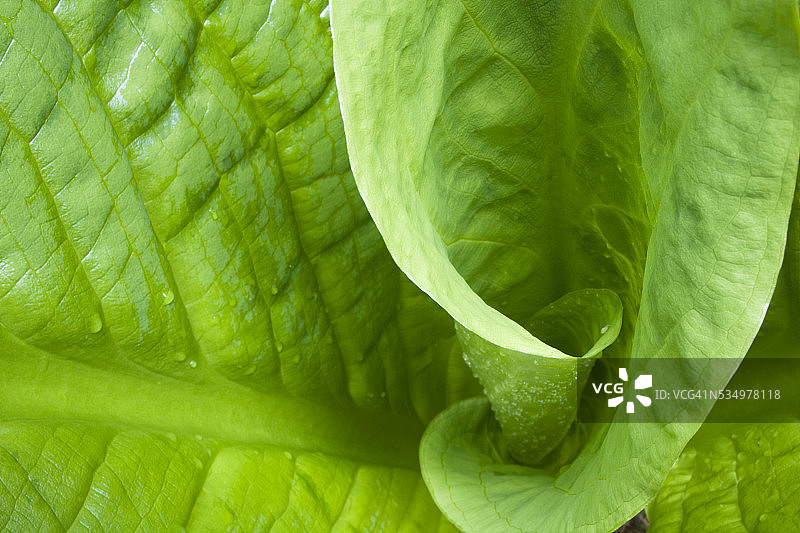 臭菘的特写镜头图片素材