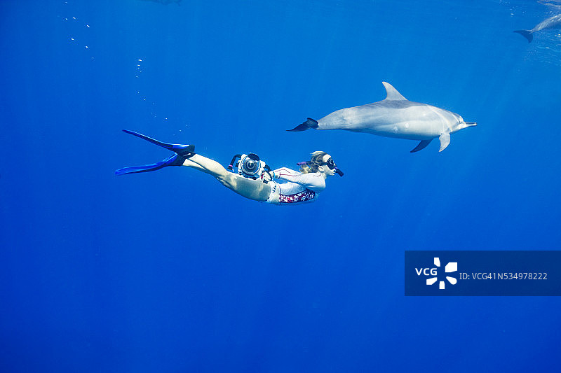 水下摄影师与飞旋海豚共游图片素材